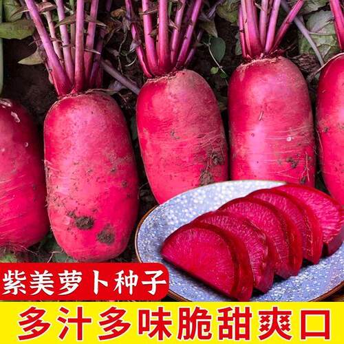 凤梨水果萝卜种子红心籽