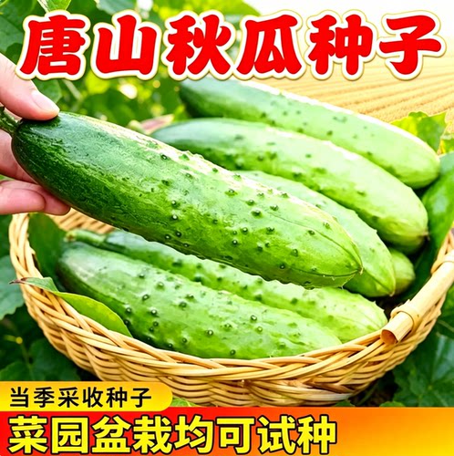 唐山秋瓜种子秋黄瓜高产水果黄瓜阳台盆栽春季秋季易播种蔬菜种子