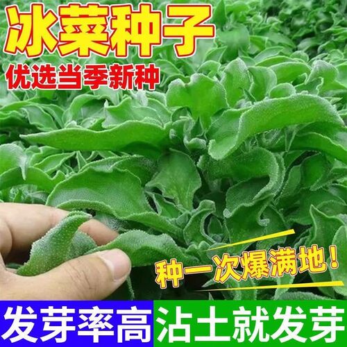 【今年新种】四季水晶冰菜种子冰菜籽种冰草菜籽阳台稀有蔬菜野菜