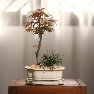好养观叶 日本红枫微景观菖蒲禅意办公室桌面盆栽微盆景绿植四季