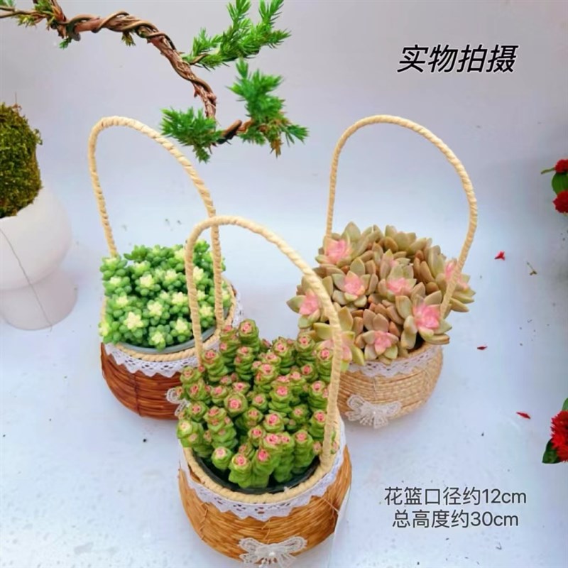 手提编织花篮多肉植物钱串串玉坠淡雪卡日松盆栽办公室内花卉好养