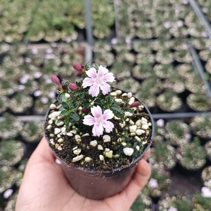 紫花六月雪盆景悬崖素材苗石来转运微型小盆栽绿植花卉红色