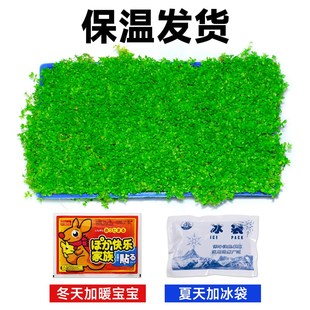 爬地矮珍珠水草植物网片坨草无菌杯养鱼缸造景净化水质矮水草真草