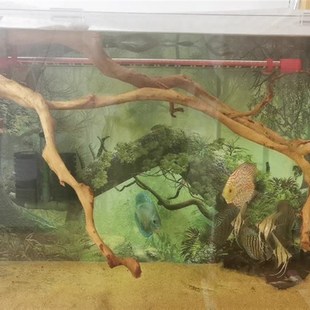 杜鹃根树枝树根鱼缸造景沉木树热带雨林花艺装 饰木头 饰干支枯枝装