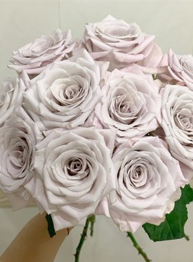 曼塔玫瑰花大盆栽复古灰色调肯尼亚切花月季阳台庭院四季花卉绿植