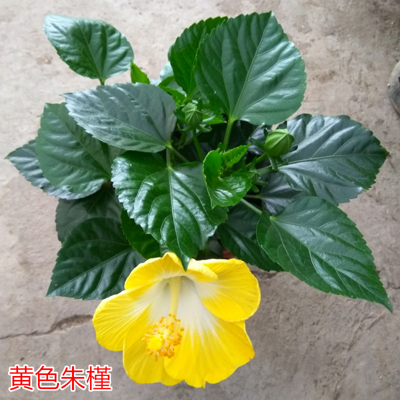 耐晒耐热庭院阳台花卉绿植玫红色重瓣朱槿芙蓉花佛堇扶桑带花包邮