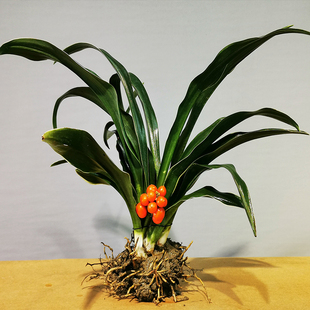 家中绿植万年青盆栽四季常青低价喜庆结婚乔迁祝寿包邮盆栽植物