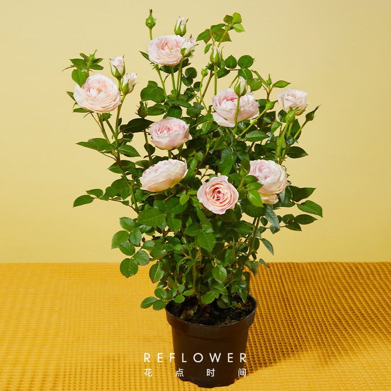 花点时间茉莉花盆栽室内风铃开花绿植办公室桌面花卉盆栽植物