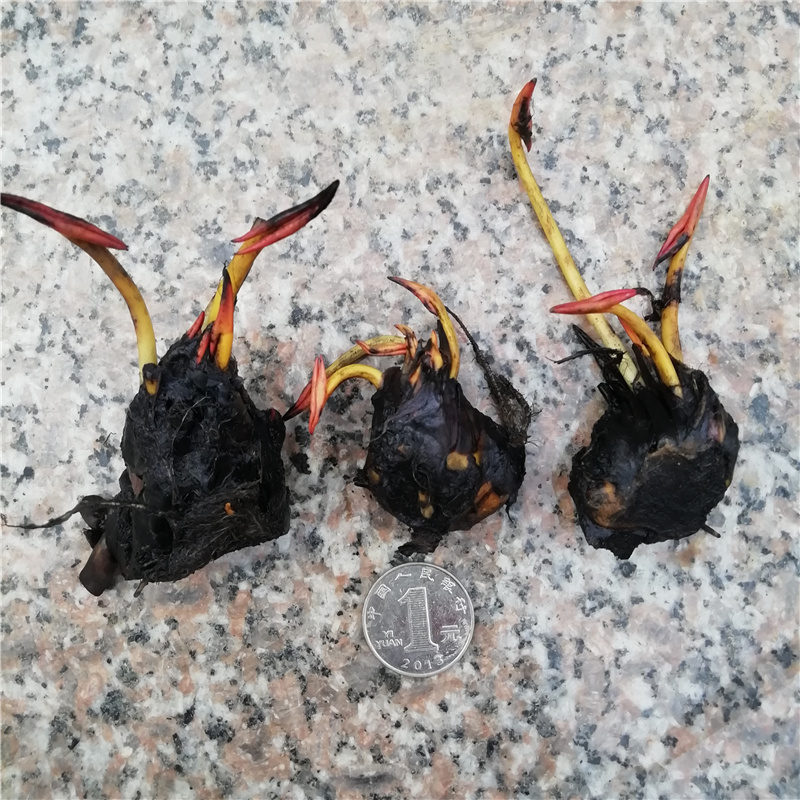 5颗迷你小睡莲四季水培植物带芽碗莲阳台水生荷花苗莲花盆栽