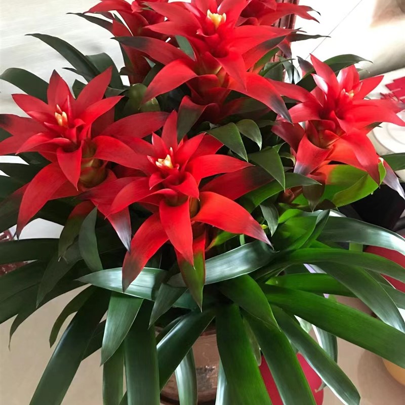 鸿运当头盆栽室内水培绿植四季开花好养发财树植物苗红掌客厅花卉