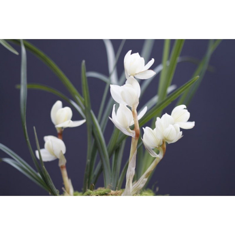 云南老种兰花苗 莲瓣兰 素冠荷鼎 自然环境种植植物浓香 老种盆栽