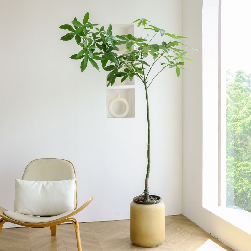 兴旺发达原生发财树招财树办公室开业送礼绿植室内客厅大盆栽落地