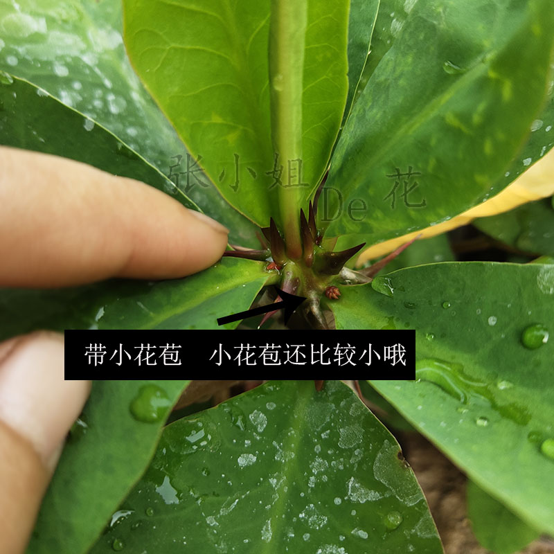 耐热大叶大花虎刺梅花卉盆栽带花四季开花室内外铁海棠阳台好养