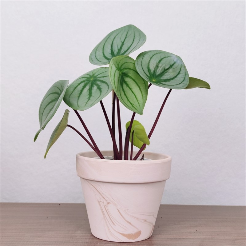 麒麟瓜椒草西瓜皮椒草盆栽大叶大圆稀有阳台桌面小植物室内