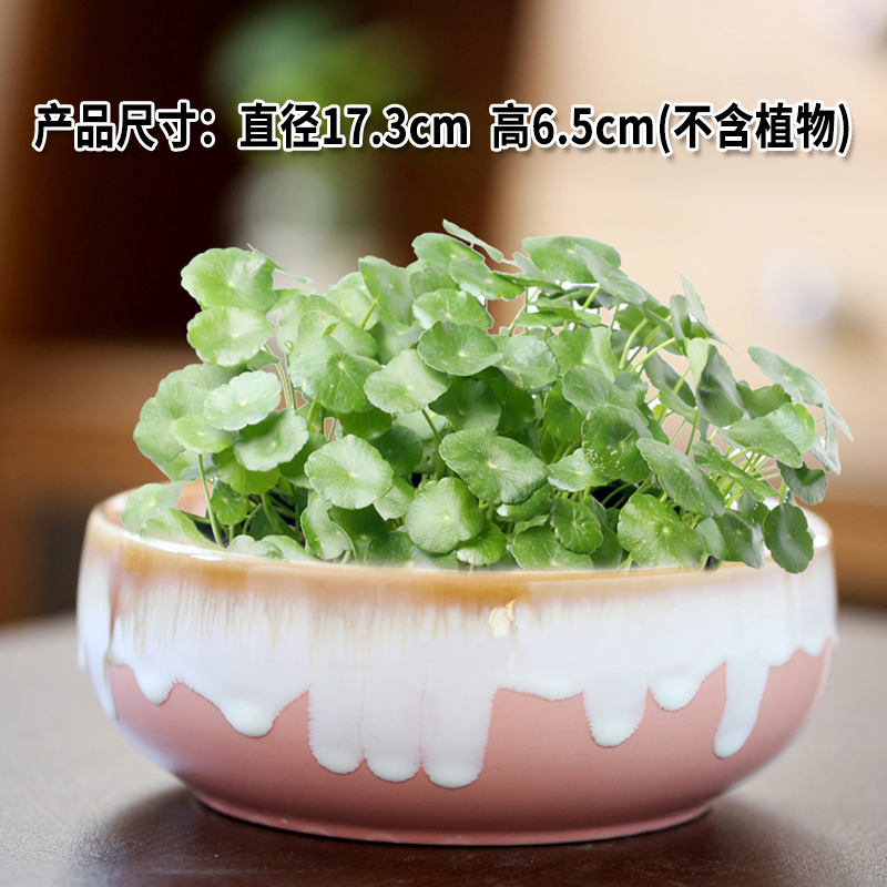 花盆陶瓷水仙铜钱草水培睡莲一叶莲碗莲金钱草水培专用盆缸无孔大