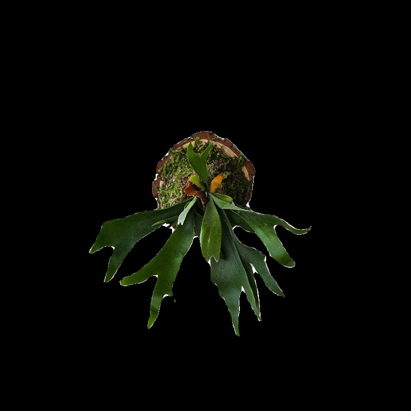 二岐鹿角蕨苔藓网红北欧风室内垂吊悬挂绿植四季植物好养盆栽挂板