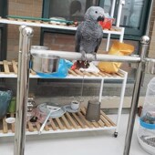 鹦鹉鸟类宠物鸟站架不锈钢不锈钢梯子架大型鸟站架繁殖户饲养架子