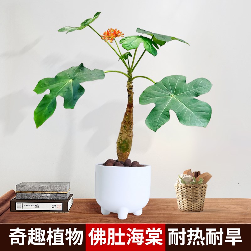 佛肚海棠盆栽老桩盆景室内花卉绿植旺宅观叶办公室桌面阳台植物