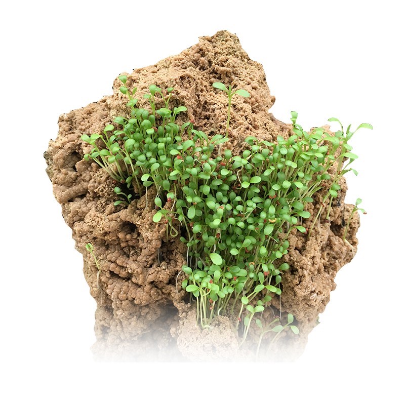 假山草籽上水石植物吸水石盆景盆栽奇花异草苔藓造景铺面珍珠草孢