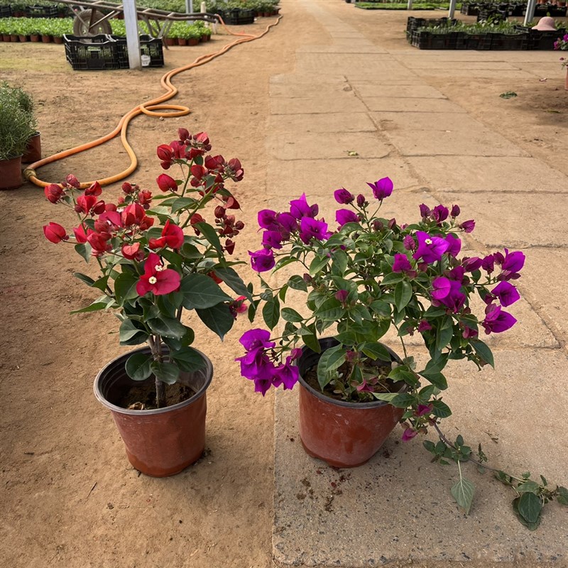 三角梅盆栽带花发货四季开花绿植好养室外绿樱红樱重瓣花卉除甲醛
