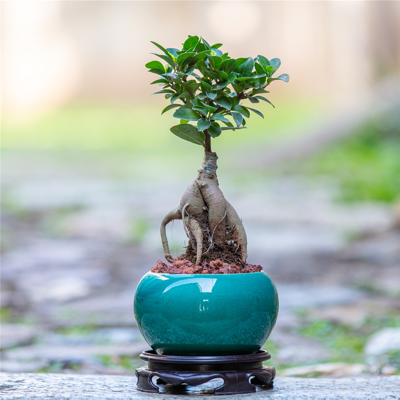 榕树造型盆景室内阳台客厅办公室茶几桌面好养植物人参榕盆栽绿植