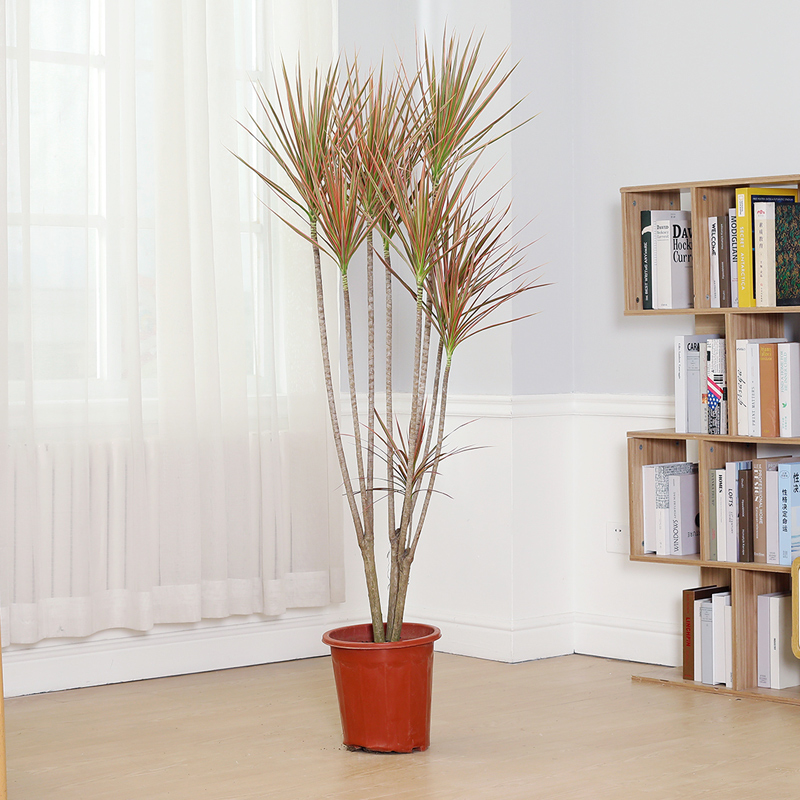 千年木绿植室内大型七彩铁千年木盆栽网红老桩客厅落地大植物阳台