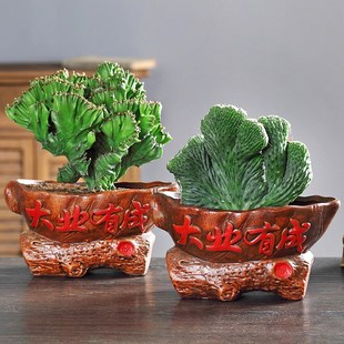 麒麟植物盆景玉麒麟盆栽花卉驱邪镇宅五指山吸收有害气体青紫龙骨