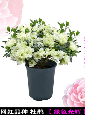 绿色光辉稀有名贵西洋杜鹃比利时杜鹃花四季开花庭院窗台绿植杜鹃