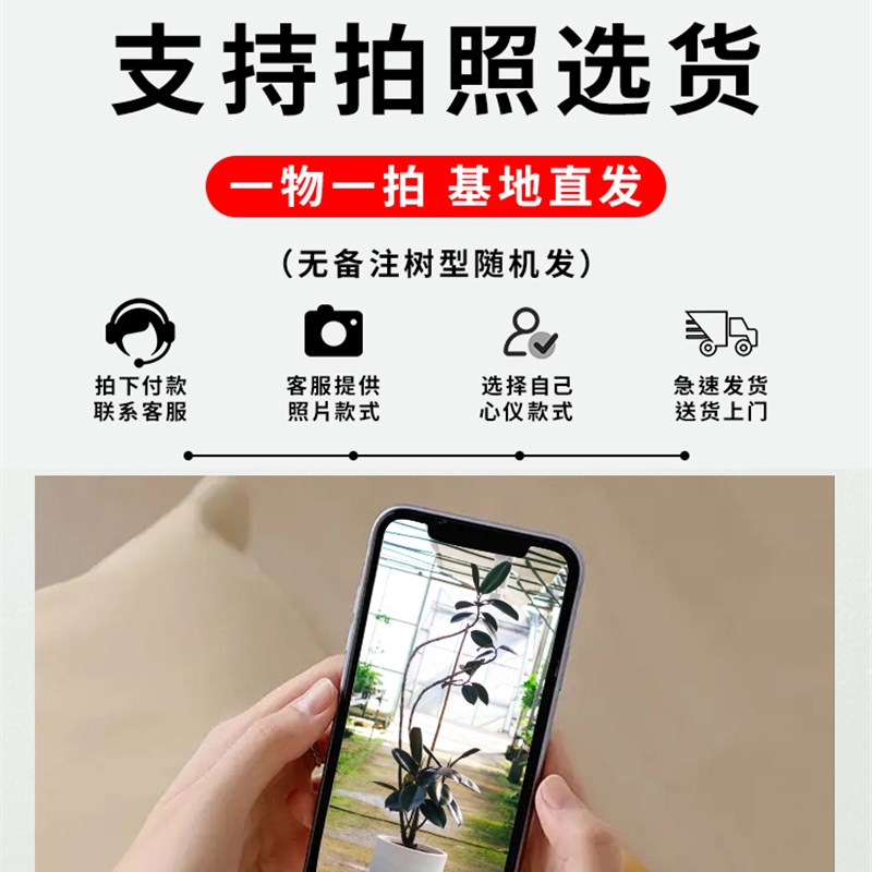 黑金刚橡皮树客厅大盆栽造型绿植物室内大型盆栽四季好养一物一拍
