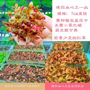 鱼缸水草 前景草 中景草 迷你血心兰??迷你水草 红色前景草