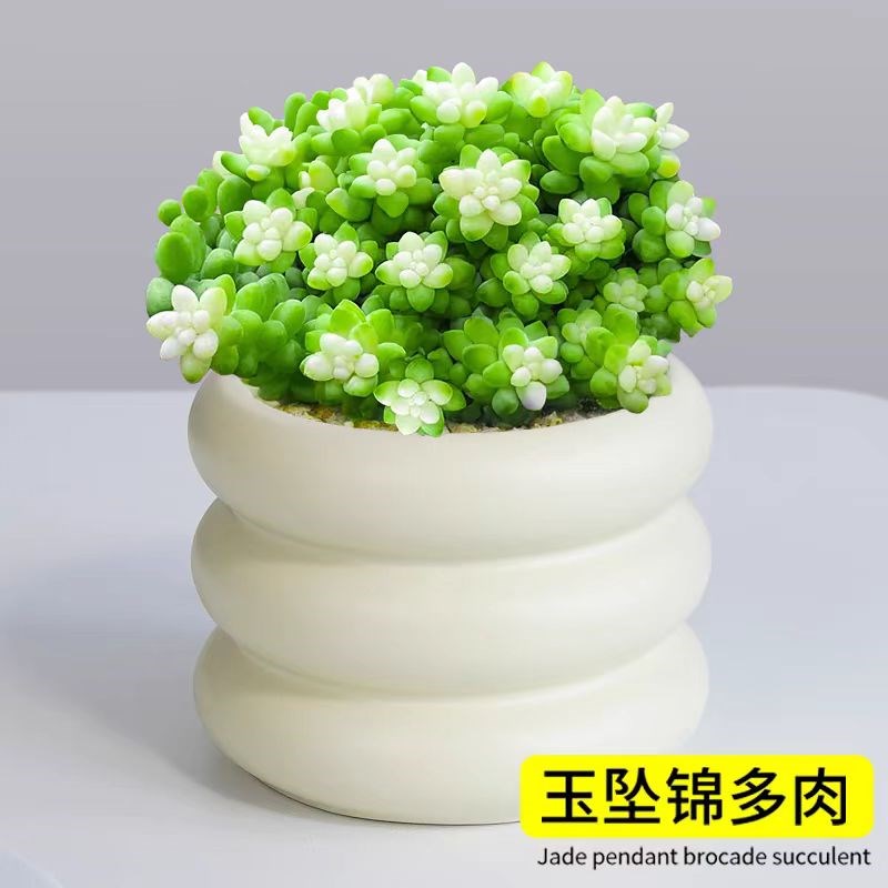 多肉植物雪花玉坠锦办公室内桌面绿植花卉大颗好养精品肉肉小盆栽
