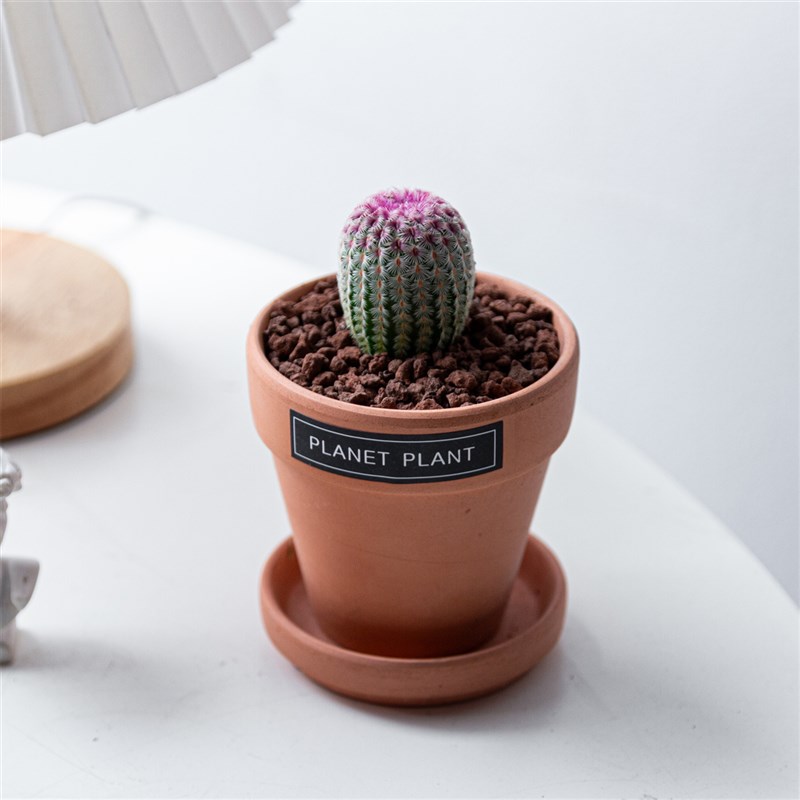 仙人球组合盆栽室内桌面迷你植物花卉多肉绿植盆景可爱开花幼儿园