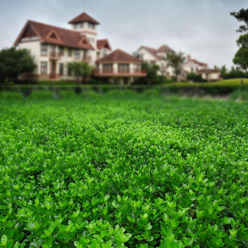 庭院绿篱植物冬青树苗四季常青篱笆围墙直立北海道大叶黄杨苗耐寒