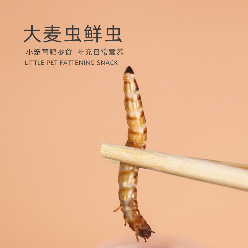 蜜袋鼯零食活大麦虫刺猬花枝鼠用品食物仓鼠营养面包虫送饲养盒