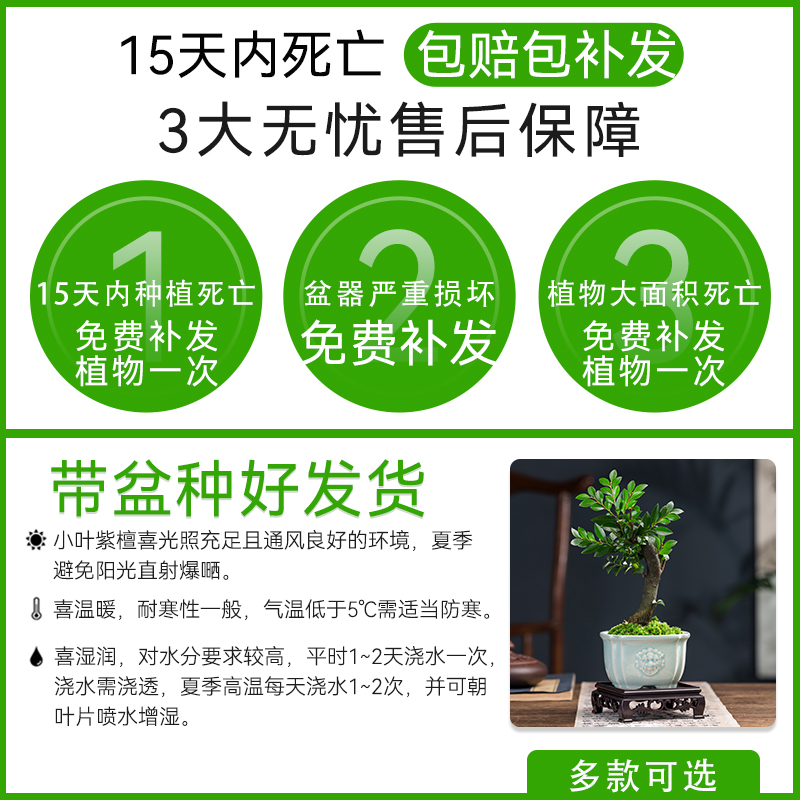 小叶紫檀盆景盆栽树植物室内花四季好养活客厅阳台办公室桌面绿植