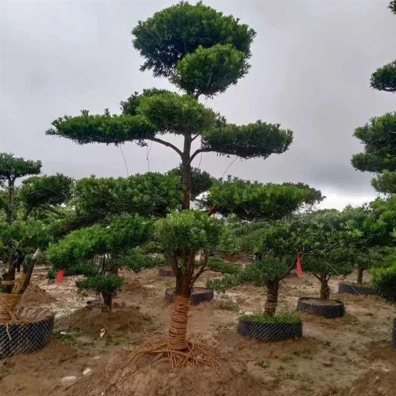 罗汉松大树罗汉松造型树罗汉松盆景地栽盆栽小叶雀舌罗汉松造型树