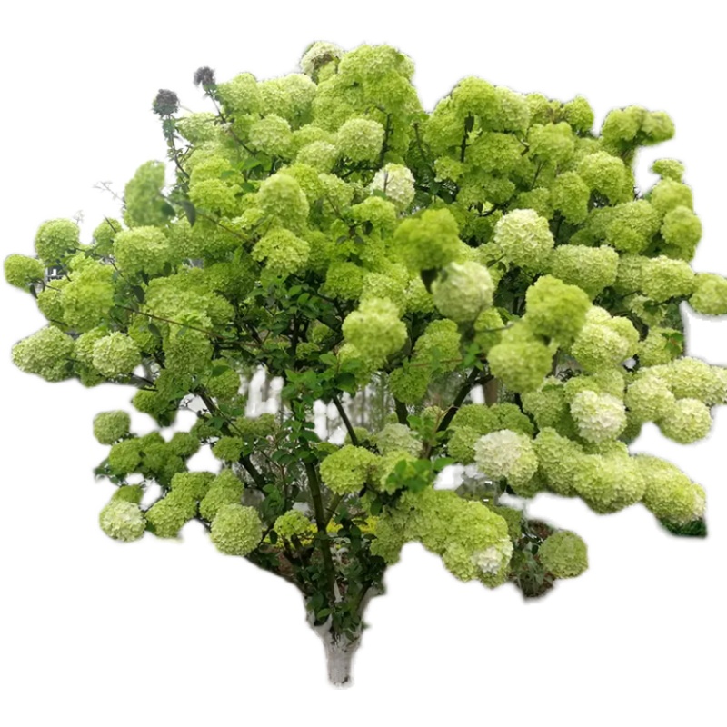 木本绣球树苗中华木绣球小花麻球斗球欧洲外庭院盆栽地栽耐寒花卉