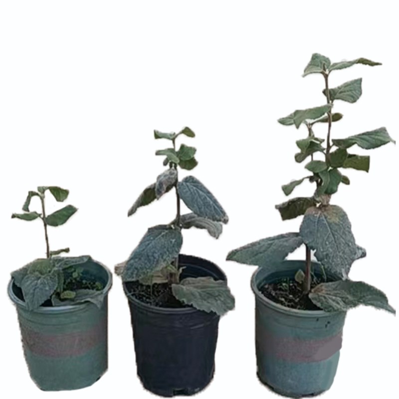 新品种大叶布克木绣球浓香味木本绣球粉色红蕾雪球荚蒾树苗盆栽苗