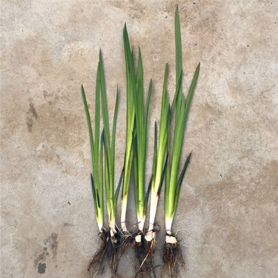 挺水水生植物水菖蒲苗石菖水培水养香菖蒲水剑草菖蒲草净化水质