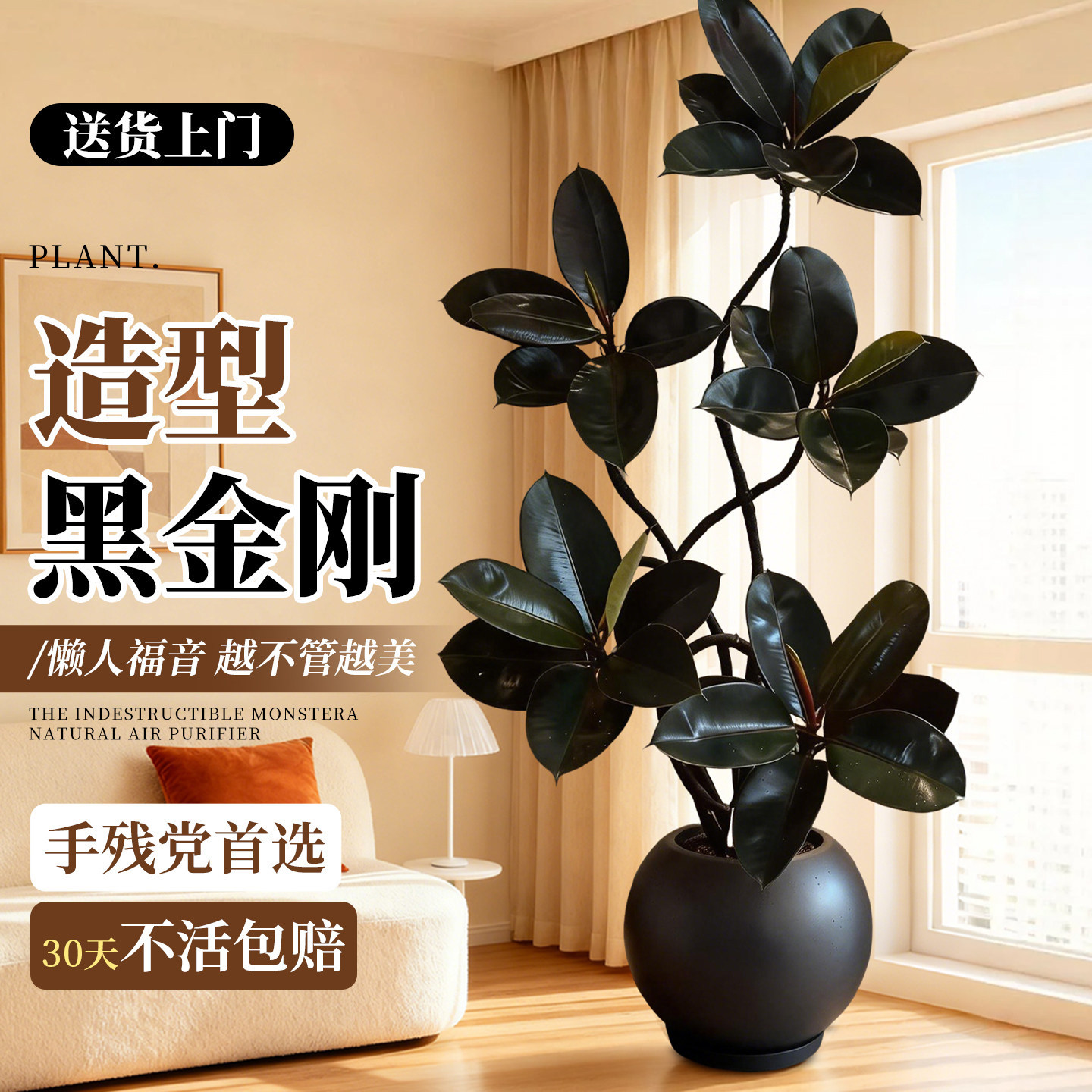 黑金刚橡皮树客厅绿植高级感大盆栽植物轻奢办公室内落地高端好养