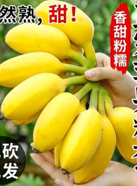 【正宗苹果香蕉】新鲜薄皮香蕉