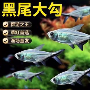 黑尾大勾鱼群游热带观赏鱼淡水草缸小型鱼灯科鱼红绿灯鱼扯旗鱼