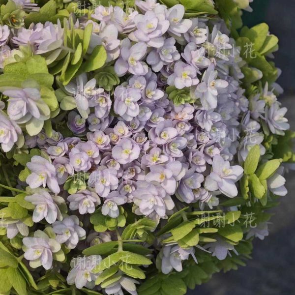 谢谢小花 日本绣球 璎珞 新品多年生耐寒好养爆花灌木盆栽植物