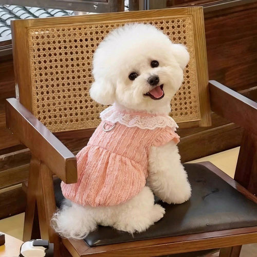 乖主人蕾丝薄款夏季狗衣服公主裙