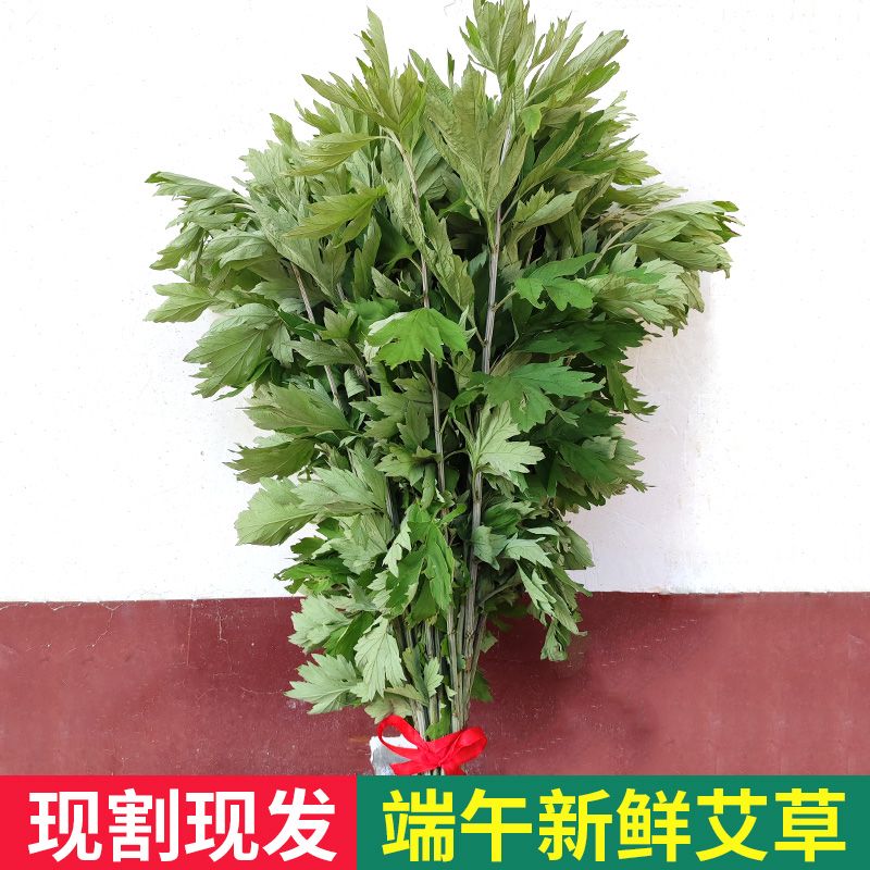 端午节新鲜艾草整棵挂门叶