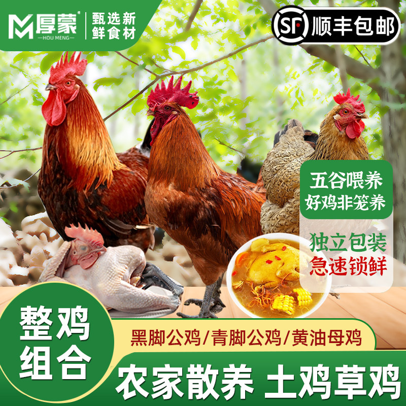 厚蒙散养草鸡公鸡母鸡炖汤炒鸡