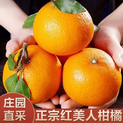 红美人果冻橙柑橘爱媛橙子果冻28号正宗浙江象山县橘子鲜甜