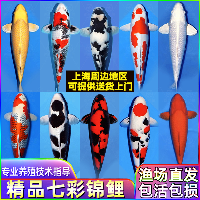 锦美祺黄金锦鲤红白大鱼品种齐全