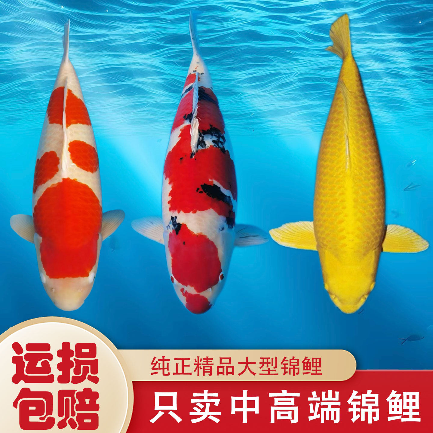 大型纯种好运黄金锦鲤活鱼观赏鱼红白锦鲤鱼淡水金鱼好养耐活包邮