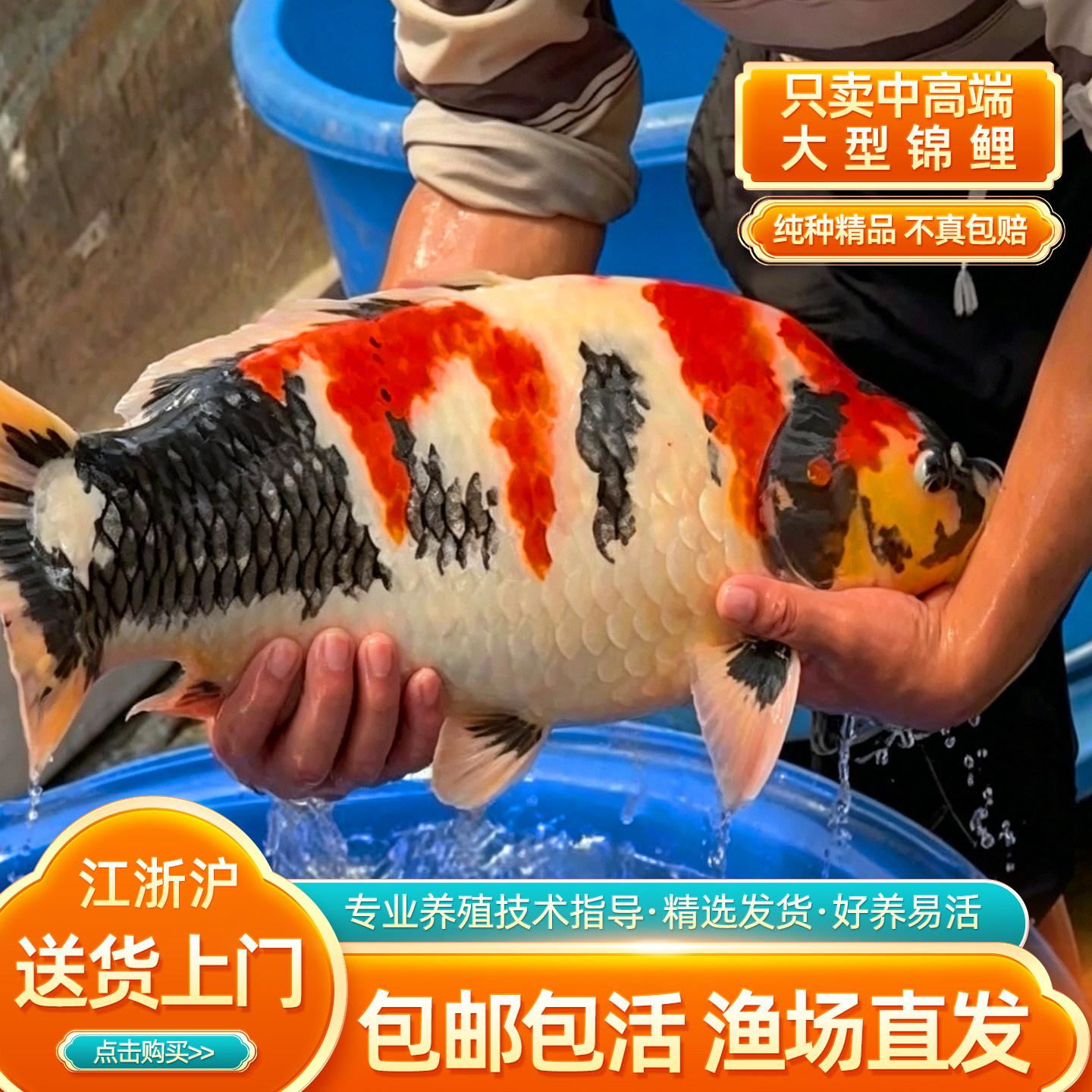 大型纯种好运黄金锦鲤活鱼观赏鱼红白锦鲤鱼淡水金鱼好养耐活包邮